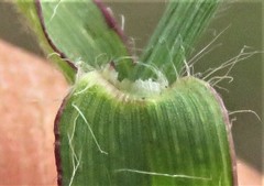 Digitaria longiflora