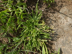 Phemeranthus napiformis