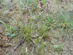 Eleocharis albida