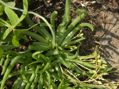 Phemeranthus napiformis