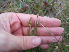 Eleocharis albida