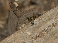 Ancistrocerus longispinosus