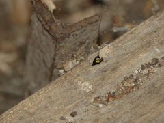 Ancistrocerus longispinosus