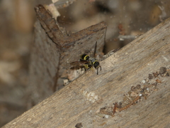 Ancistrocerus longispinosus