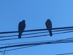 Parabuteo unicinctus