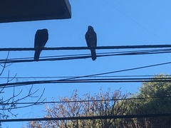 Parabuteo unicinctus