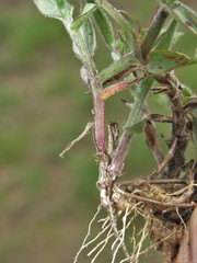Digitaria longiflora
