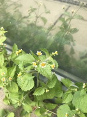 Galinsoga quadriradiata