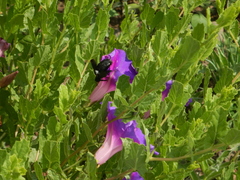 Xylocopa