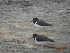 Haematopus palliatus