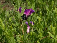 Xylocopa