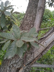 Quercus castanea