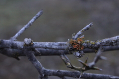 Teloschistes chrysophthalmus