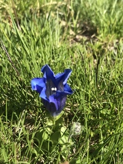 Gentiana acaulis