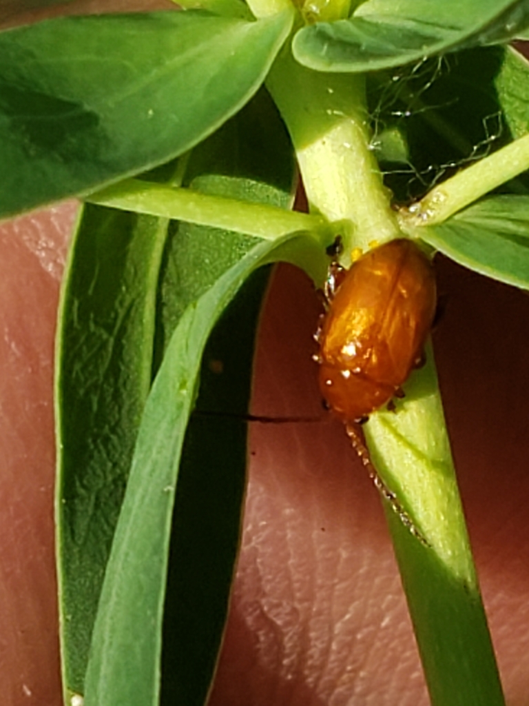 Brown Dot Leafy Spurge Flea Beetle