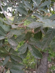 Quercus castanea