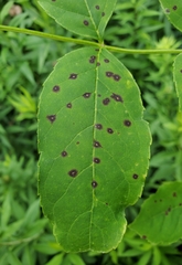 Mycosphaerella effigurata