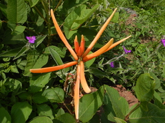 Erythrina