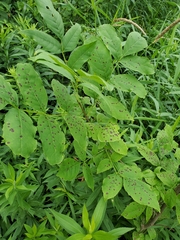 Mycosphaerella effigurata