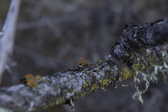 Teloschistes chrysophthalmus