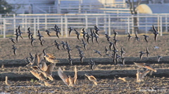 Limnodromus scolopaceus