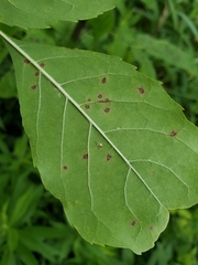 Mycosphaerella effigurata