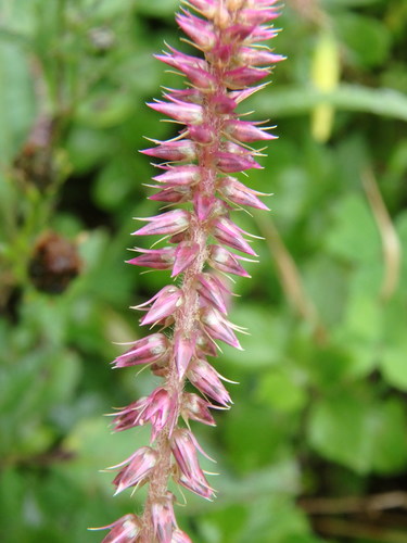 Achyranthes aspera image