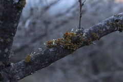 Teloschistes chrysophthalmus