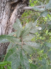 Quercus castanea
