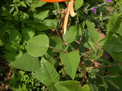 Erythrina