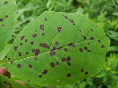 Mycosphaerella effigurata