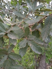 Quercus castanea