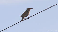 Sturnus vulgaris
