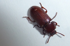 Uloma culinaris