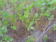 Eleocharis albida