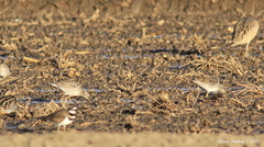 Limnodromus scolopaceus