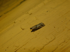 Nyctegretis lineana