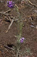 Erysimum caboverdeanum