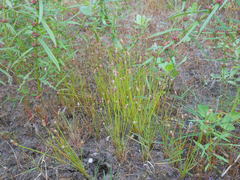 Eleocharis albida