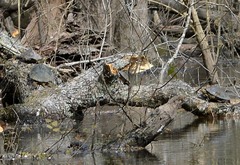 Graptemys sabinensis