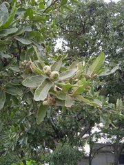 Quercus deserticola