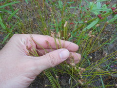 Eleocharis albida