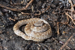 Hypsiglena ochrorhynchus klauberi