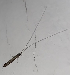 Leptocerus americanus