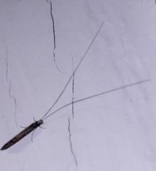 Leptocerus americanus