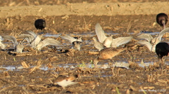 Limnodromus scolopaceus