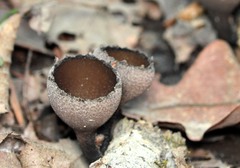 Urnula