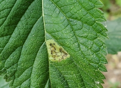Calycomyza verbenae