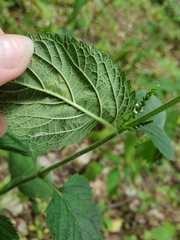 Calycomyza verbenae