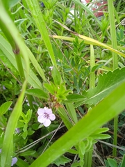 Dyschoriste linearis